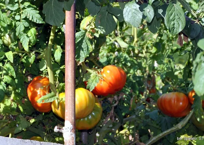 Διαμέρισμα Bm *